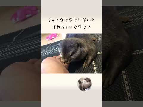 カワウソさくら なでなでを続けないとすねてしまう！！ Otters want to be touched(YouTube)