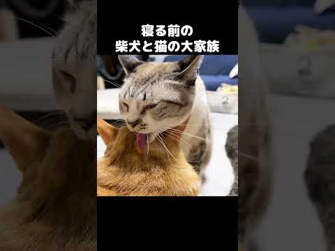 就寝前の猫8匹と柴犬2匹の様子　#shorts(YouTube)