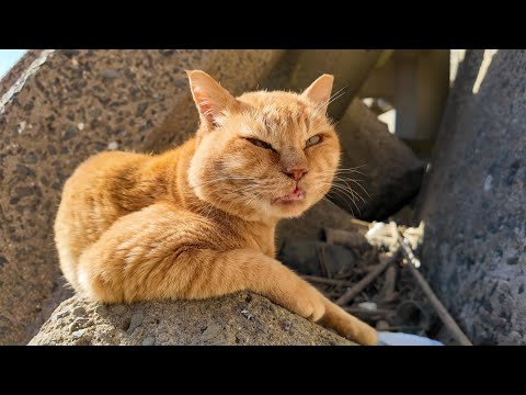 海辺の猫ちゃん達こう見えても結構凶暴だったりします(YouTube)