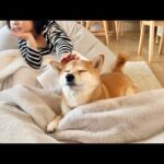 寒さに強いと言われる柴犬はどこへいったのか(YouTube)