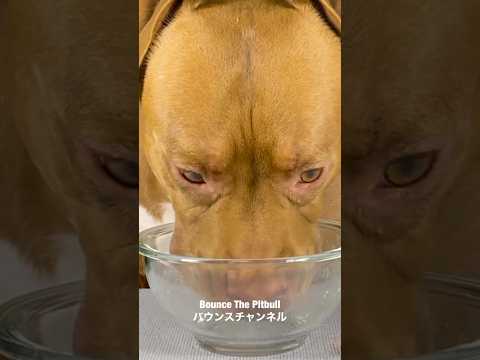 ピットブルがスープを飲む音#咀嚼音 #ピットブル(YouTube)