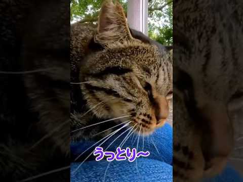 お膝の上でくつろぐ猫が可愛い…(YouTube)