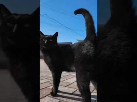撫でてほしくてお尻を差し出してくる猫はこちらです♪(YouTube)