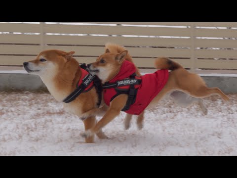 雪で子供のように大はしゃぎする柴犬の兄妹が可愛すぎる。。(YouTube)
