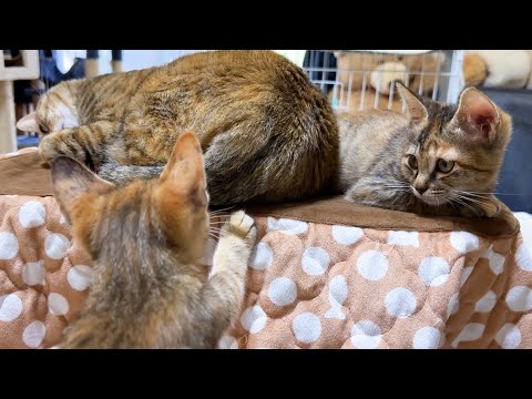 子猫に独特な対応をする先住猫がこちらです…(YouTube)
