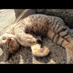 キジトラ猫をモフると、ゴロゴロと転げ回ってリラックスする(YouTube)