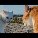 漁港を散歩していたら野良猫の口喧嘩に遭遇した(YouTube)