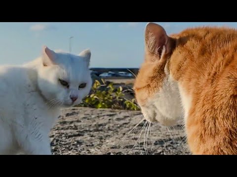 漁港を散歩していたら野良猫の口喧嘩に遭遇した(YouTube)