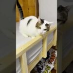 ちょっと黄ばみ過ぎなのでは #ひのき猫  #猫 #cat(YouTube)
