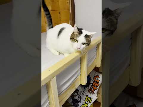 ちょっと黄ばみ過ぎなのでは #ひのき猫  #猫 #cat(YouTube)
