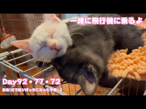 一緒に飛行機に乗りますよ～  生後1日で独りぼっちになった子猫+2 Day92・77・72  【2023 11 18-1】(YouTube)
