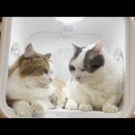 初めて猫を洗ったあとの娘と猫を被り続ける豆大福 (後編）(YouTube)