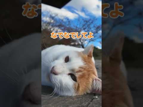 眠くなったにゃ…🐱💤(YouTube)