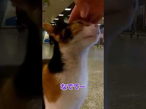 駅に猫…！？🐱(YouTube)