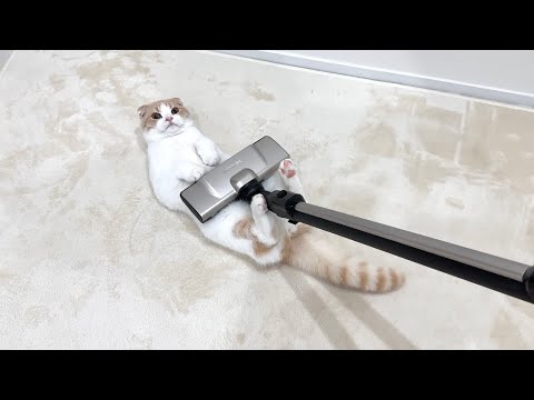 掃除機をかけてると吸われにやって来る猫が可愛すぎましたwww(YouTube)