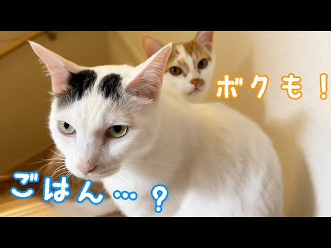 寝る時間も兄猫にべったりな子猫トロくん(YouTube)