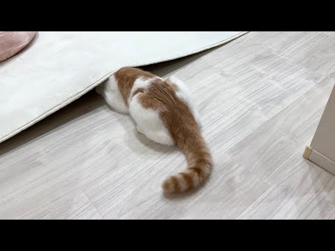 爪切りが怖くて全速力で逃げていった猫がこうなってました…(YouTube)