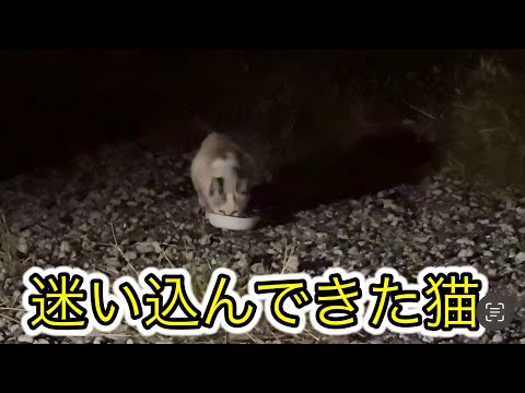 人の家の敷地内に迷い込んだ猫はこうなります(YouTube)