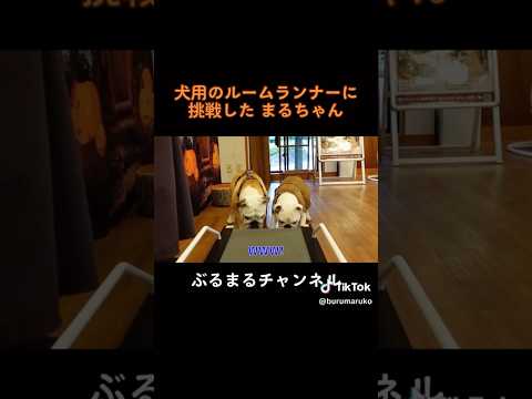 ルームランナーで歯を研磨するイッヌ #dog #ブルドッグ #犬 #ペット(YouTube)