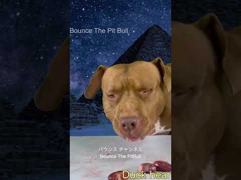 ある日のピットブルの朝ごはん#咀嚼音 #ピットブル(YouTube)