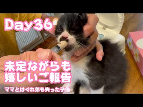 2023 11 16 2  まだ未定ですがでっかい赤ちゃんの嬉しいニュースです  ママとはぐれ弟も失った子猫 Day36(YouTube)