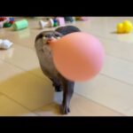 風船を咥えて引っ張ろうとするとつっかえてしまい焦るカワウソ An impatient otter gets stuck when trying to pull a balloon.(YouTube)