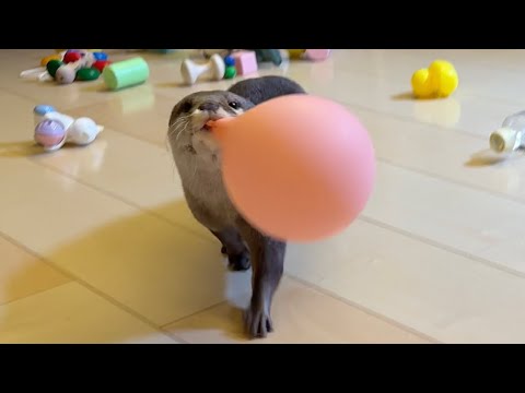 風船を咥えて引っ張ろうとするとつっかえてしまい焦るカワウソ An impatient otter gets stuck when trying to pull a balloon.(YouTube)