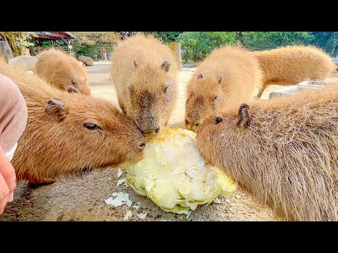 こんなにデカいキャベツでも取り合いになってしまうカピバラ達はコチラですww(YouTube)