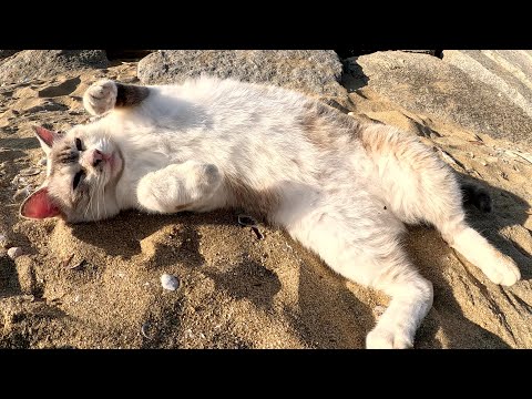 砂浜でゴロンゴロンと転げ回って甘えてくるシャムミックス猫(YouTube)