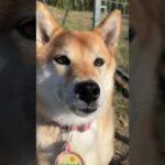 柴犬はなちゃん遊びに来てくれました(YouTube)