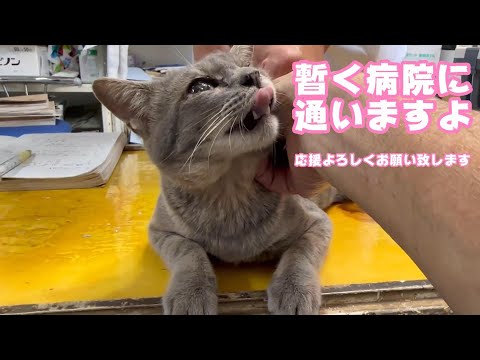 暫く病院に通います 応援よろしくお願いいたします!  新しい家族オコワです  【2023 11 09-2】(YouTube)