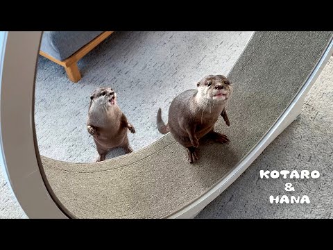 ぽっちゃりカワウソがキャットホイールに初挑戦した結果・・！　Otters Try to Conquer the Cat Exercise Wheel!(YouTube)