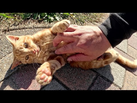 アメショー柄の茶トラ子猫ちゃんのお腹をモフって人間に馴れさせる(YouTube)