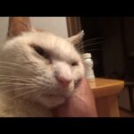 頑張ったけどもう無理かも知れない(YouTube)