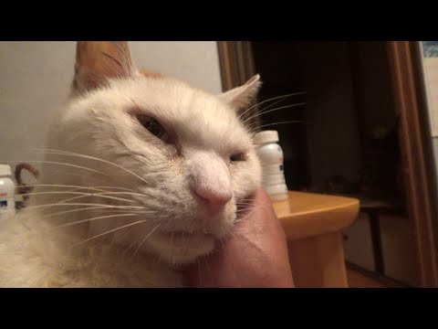 頑張ったけどもう無理かも知れない(YouTube)