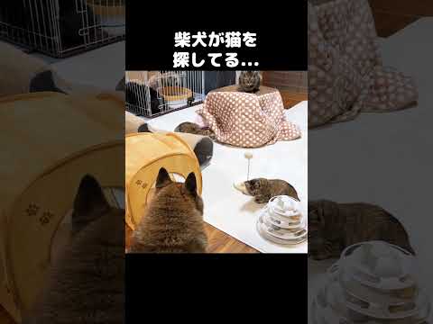 柴犬が大好きな猫を探してます…　#shorts(YouTube)
