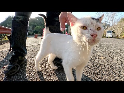 子猫達が足にしがみついて「帰らないで！」と引き留めてきた(YouTube)