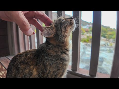 地獄猫(YouTube)