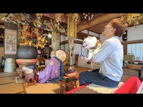 お寺の住職相手に本能むき出しで襲い掛かろうとするブルドッグがこちら…(YouTube)
