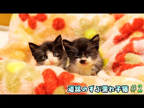 緊急保護した子猫たちの仮住まいハウスを作ったら、子猫たちの様子に変化が‥【道路のずぶ濡れ子猫 #2】(YouTube)