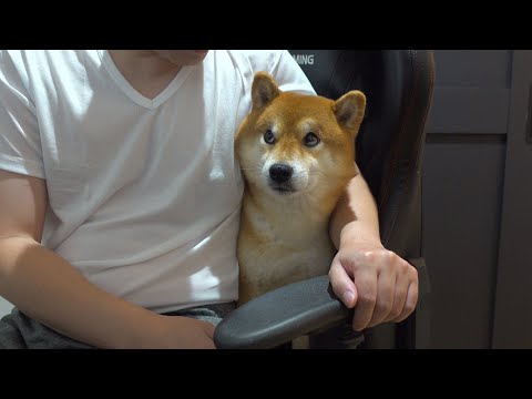 柴犬ハチ‥運動不足解消のため全力で運動したらこうなった。(YouTube)