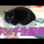 【ランチ生配信】良い肉の日は肉を食べて猫を見て過ごしませんか？生配信(YouTube)