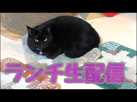 【ランチ生配信】良い肉の日は肉を食べて猫を見て過ごしませんか？生配信(YouTube)