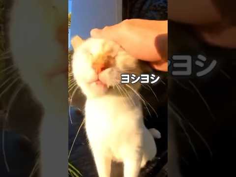 甘え上手な猫さんにメロメロ(YouTube)