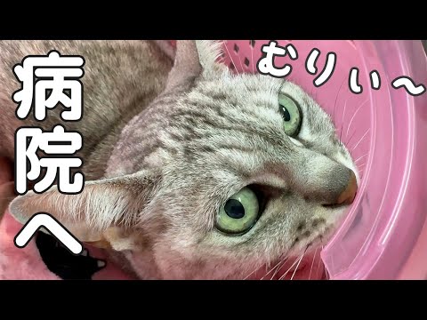 マロちゃんの肝臓の定期検診に行ってきます！(YouTube)