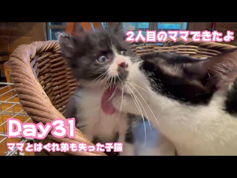 2人目のママもできましたよ  ママとはぐれ弟も失った子猫 Day31  【2023 11 11-2 】(YouTube)