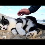 海辺を散歩していたハチワレ猫が気持ち良さそうに砂浴びをする(YouTube)