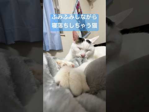 ふみふみしながら寝落ちする猫が可愛いすぎる…！ #shorts(YouTube)