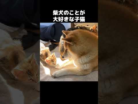 子猫が柴犬のことが好きすぎて離れなくなっちゃいました…　#shorts(YouTube)