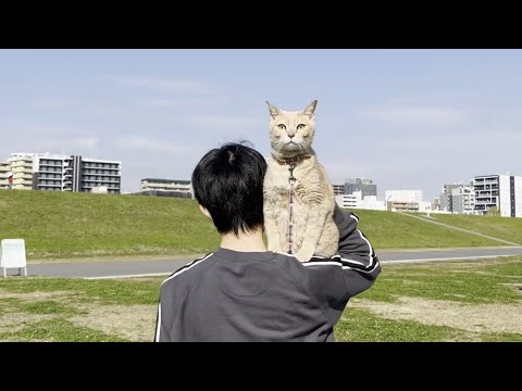 淀川河川敷公園で息子に抱っこされて安心する猫(YouTube)